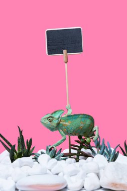 beautiful exotic chameleon crawling on stones and succulents, blank sign isolated on pink 