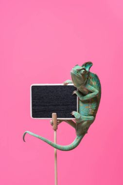 tropical chameleon crawling on blank board isolated on pink