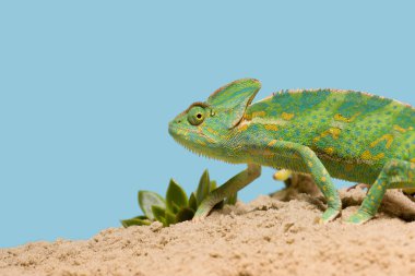side view of beautiful exotic chameleon on sand with succulents isolated on blue clipart