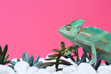 side view of cute colorful chameleon on stones with succulents isolated on pink   clipart