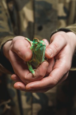 close-up partial view of man holding beautiful colorful chameleon 