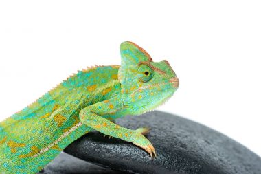 close-up view of cute colorful chameleon on stones isolated on white clipart