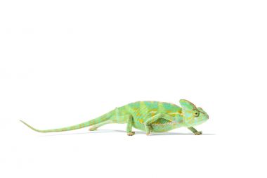 side view of colorful tropical chameleon crawling isolated on white     clipart