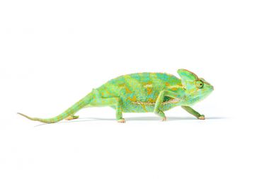 close-up view of colorful tropical chameleon isolated on white     clipart