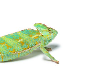 close-up view of cute tropical chameleon isolated on white  clipart