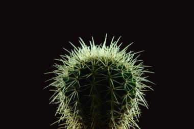 close-up view of beautiful green cactus with thorns isolated on black clipart