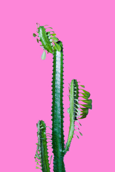 красивый зеленый суккулент с шипами и листья изолированы на розовый
   