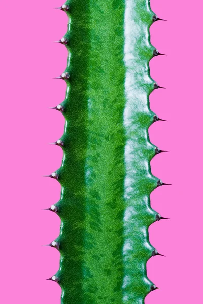 Close View Beautiful Green Succulent Thorns Isolated Pink — Stock Photo, Image