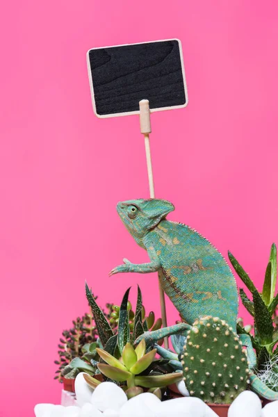 สวยงามแปลกประหลาด Chameleon ใกล กระดานเปล าแยกบนส ชมพ — ภาพถ่ายสต็อก