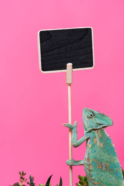 cute colorful chameleon near blank board isolated on pink 