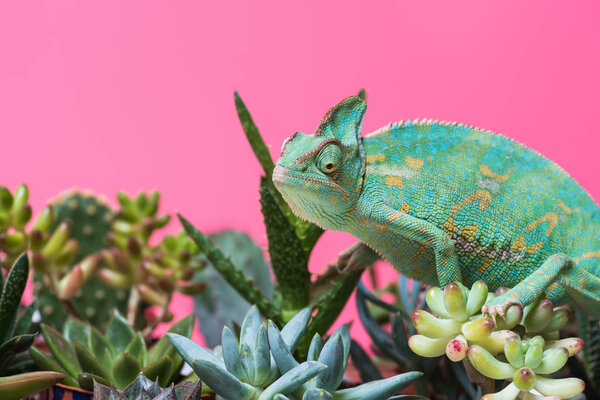cute colorful chameleon crawling on succulents isolated on pink
