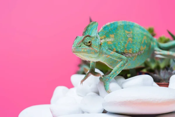 Beautiful Exotic Chameleon Crawling Stones Isolated Pink — Stock Photo, Image