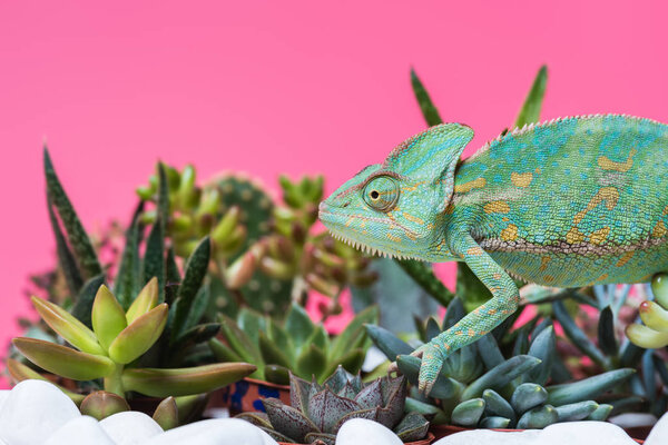 side view of cute colorful chameleon crawling on stones and succulents isolated on pink
