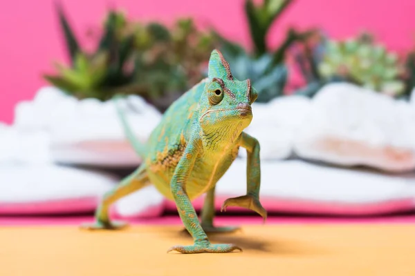 Nahaufnahme Von Niedlichen Bunten Chamäleon Kriecht Auf Rosa — Stockfoto