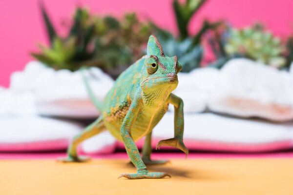 close-up view of cute colorful chameleon crawling on pink