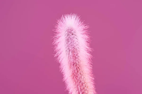 Vista Cerca Hermoso Cactus Rosa Con Espinas Aisladas Rosa — Foto de Stock