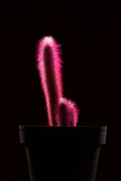 Vista Ravvicinata Bellissimi Cactus Rosa Vaso Isolati Nero — Foto stock gratuita