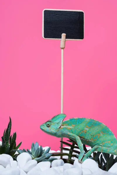 Beautiful Colorful Chameleon Crawling Stones Succulents Blank Board Isolated Pink — Stock Photo, Image