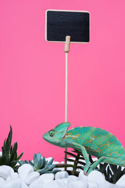 beautiful colorful chameleon crawling on stones with succulents and blank board isolated on pink