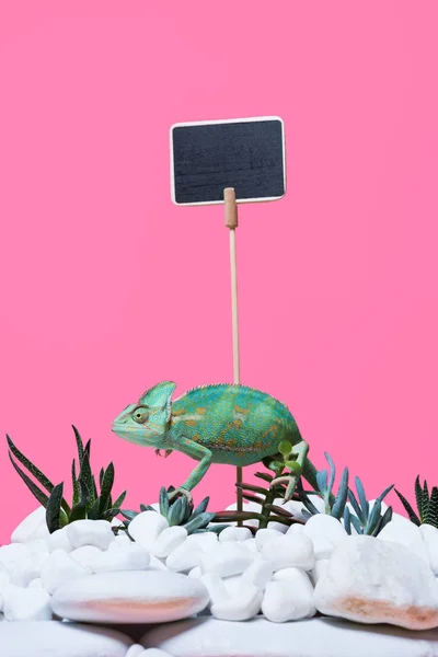 Cute Colorful Chameleon Crawling Stones Succulents Blank Sign Isolated Pink — Free Stock Photo