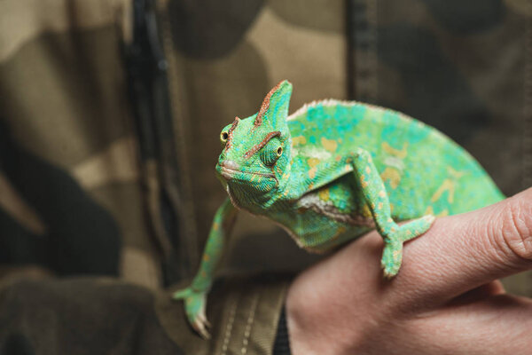 cropped shot of man holding beautiful colorful chameleon 