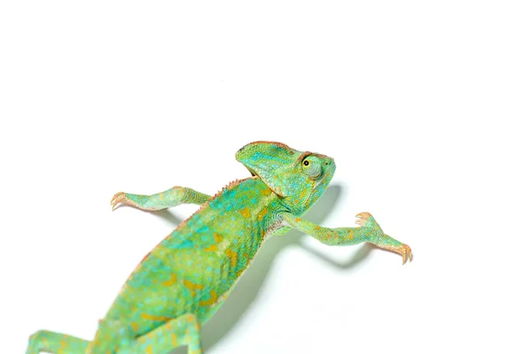 Beautiful Colorful Tropical Chameleon Crawling Isolated White — Stock Photo, Image