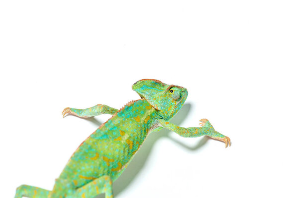 beautiful colorful tropical chameleon crawling isolated on white