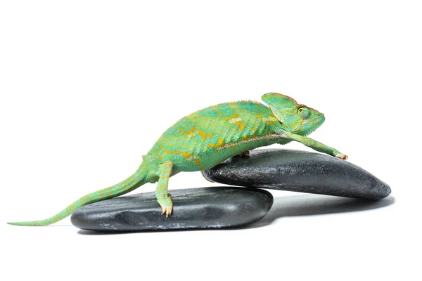 Widok Boku Śliczne Kolorowe Chameleon Tropikalnych Kamienie Białym Tle — Zdjęcie stockowe