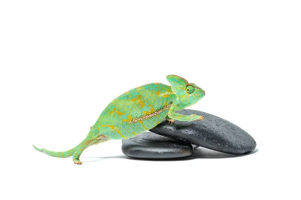 Roztomilé Barevné Tropické Chameleon Kamenech Izolované Bílém — Stock fotografie