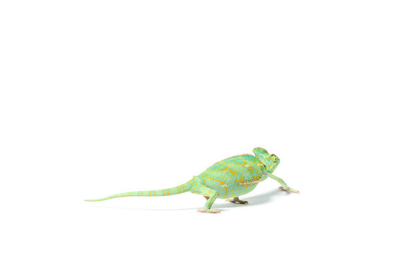 close-up view of colorful tropical chameleon crawling isolated on white    