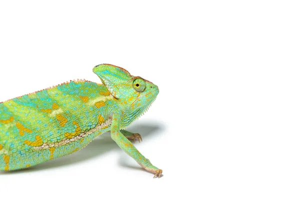 Detailní Pohled Roztomilé Tropické Chameleon Izolované Bílém — Stock fotografie