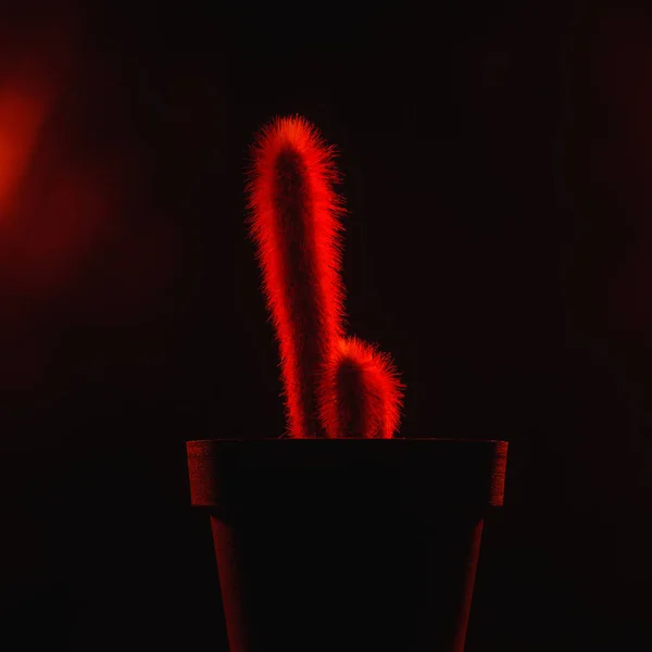 Крупным Планом Вид Красивых Красных Кактусов Горшке Изолированных Черном — Бесплатное стоковое фото