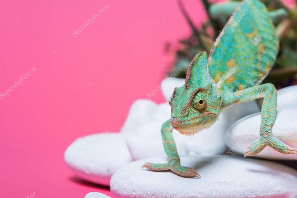 close-up view of beautiful exotic chameleon crawling on stones isolated on pink