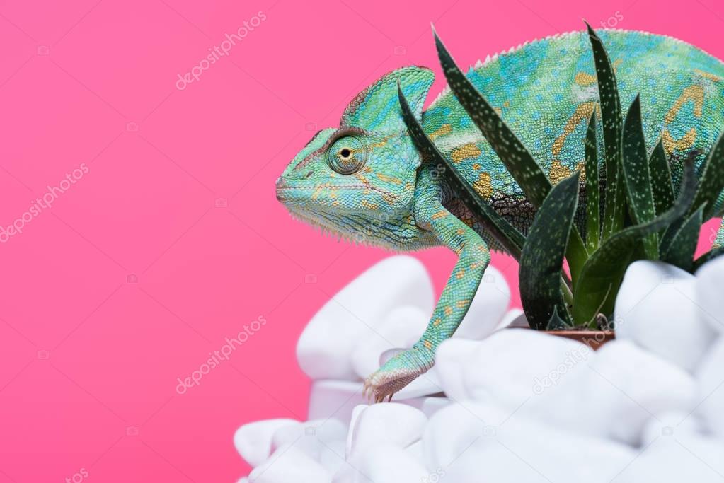 side view of beautiful exotic chameleon on stones with succulents isolated on pink  