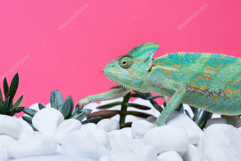 close-up view of cute colorful chameleon on stones with succulents isolated on pink 