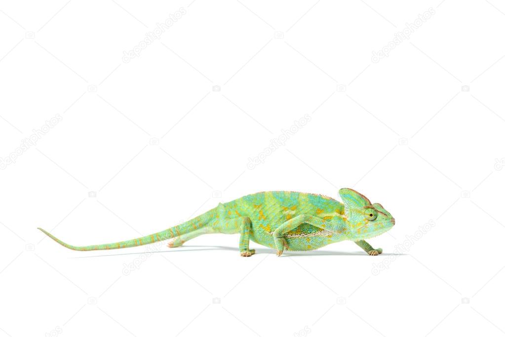 side view of colorful tropical chameleon crawling isolated on white    