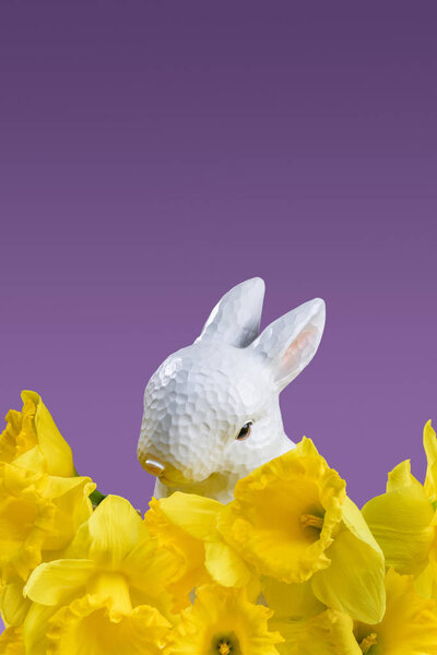 Пасхальный кролик с желтыми нарциссами, изолированными на фиалке
