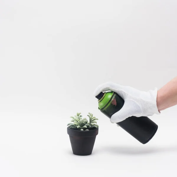 Cropped shot of man in glove painting plant with aerosol paint isolated on white — Stock Photo