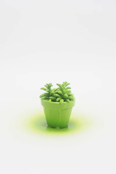 Close up view of plant in green flowerpot isolated on white — Stock Photo