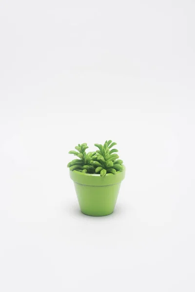 Vista ravvicinata della pianta in vaso da fiori verde isolato su bianco — Foto stock