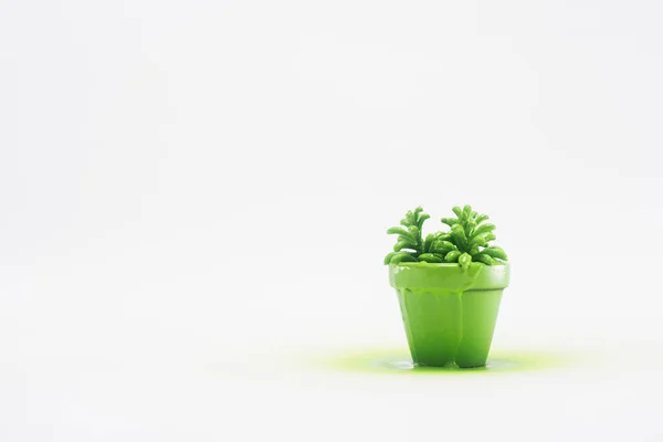 Close up view of plant in green flowerpot isolated on white — Stock Photo