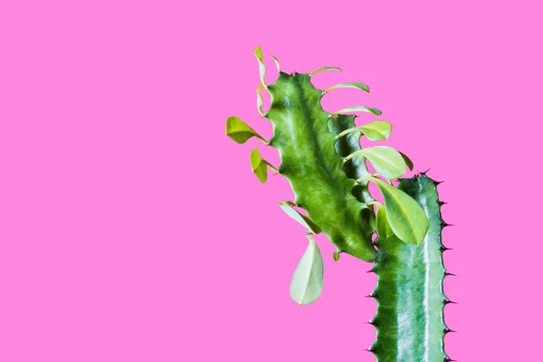 Close-up view of beautiful green succulent with thorns and leaves isolated on pink — Stock Photo