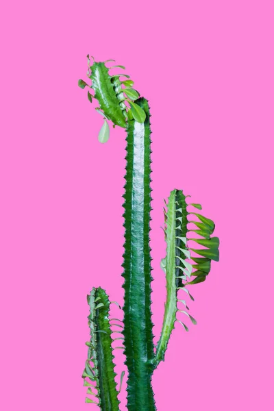 Beautiful green succulent with thorns and leaves isolated on pink — Stock Photo