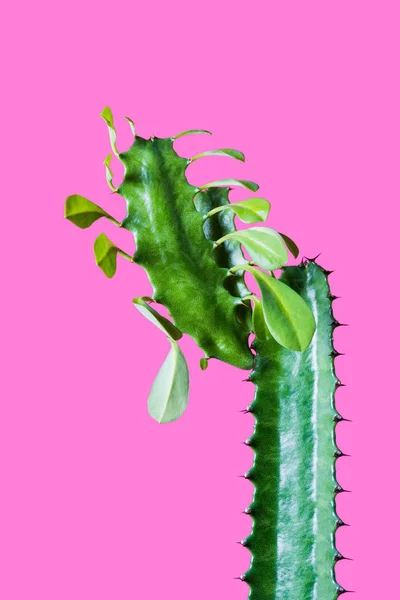 Vue rapprochée de belle plante succulente verte aux feuilles isolées sur rose — Photo de stock