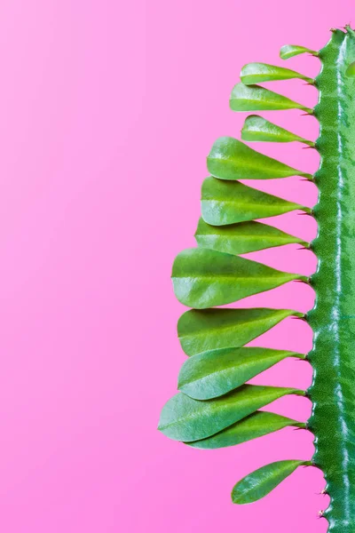 Close-up view of beautiful green succulent with leaves isolated on pink — Stock Photo