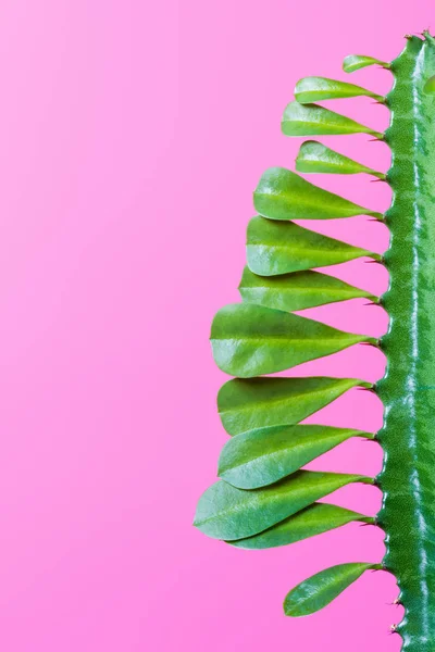 Vista de cerca de hermosa suculenta verde con hojas aisladas en rosa - foto de stock