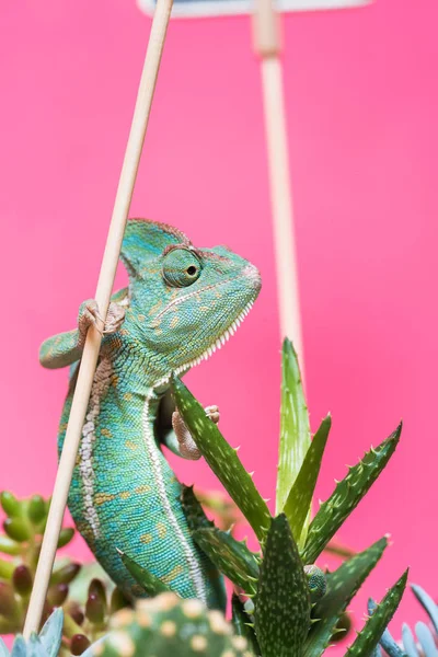 Vista de cerca del colorido camaleón tropical sobre suculentas verdes aisladas en rosa - foto de stock