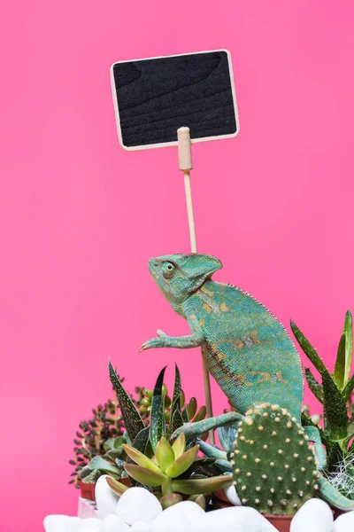 Beautiful exotic chameleon near blank board isolated on pink — Stock Photo