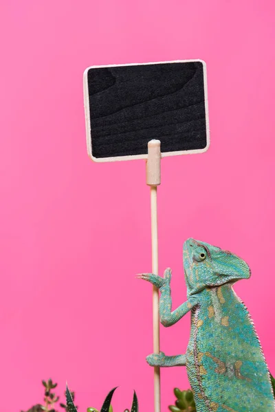 Cute colorful chameleon near blank board isolated on pink — Stock Photo