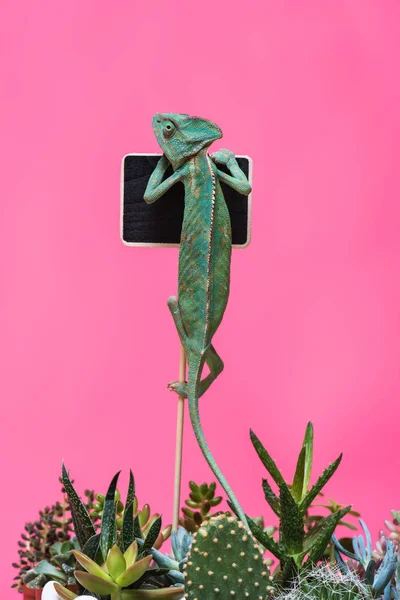 Drôle caméléon rampant sur tableau blanc isolé sur rose — Photo de stock